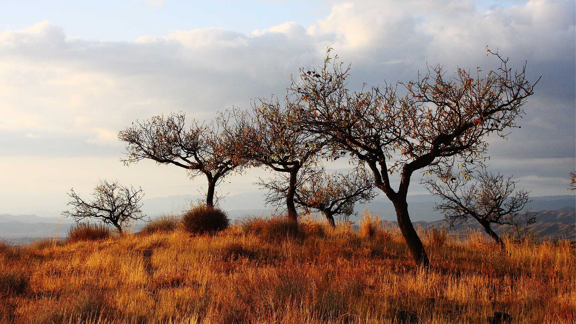 The Three Trees